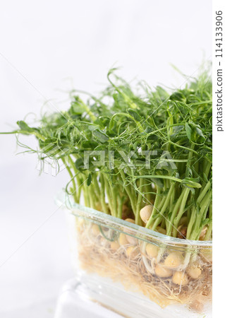 Green pea seed sprouts Green pea seed sprouts 114133906