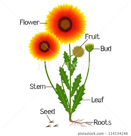 Parts of gaillardia flowers isolated on a white. 114134246