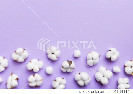 Autumn Floral Flat lay background composition. Dried white fluffy cotton flower branchwith green leaf top view on colored table with copy space 114134315