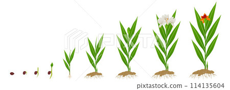Cycle growth of hedychium coronarium ginger plant from seed on a white background. Cycle growth of hedychium coronarium ginger plant from seed on a white background. 114135604