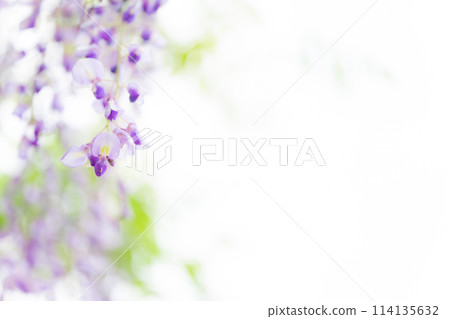Wisteria flower image 114135632
