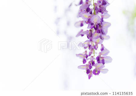 Wisteria flower image 114135635