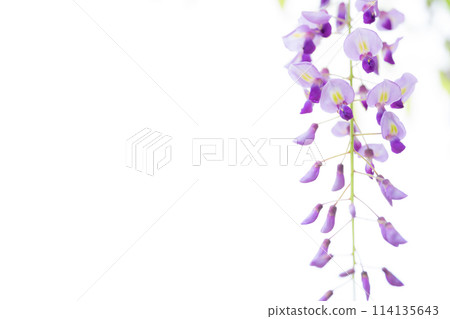 Wisteria flower image 114135643