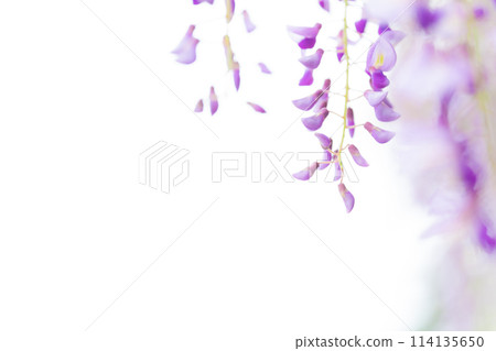 紫藤花圖片 114135650