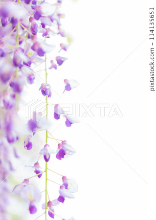 紫藤花圖片 114135651