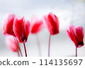 Cyclamen flowers 114135697