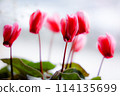 Cyclamen flowers 114135699