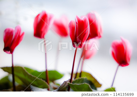Cyclamen flowers 114135699