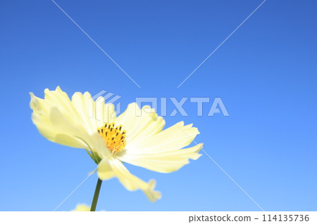 在藍天的波斯菊 114135736