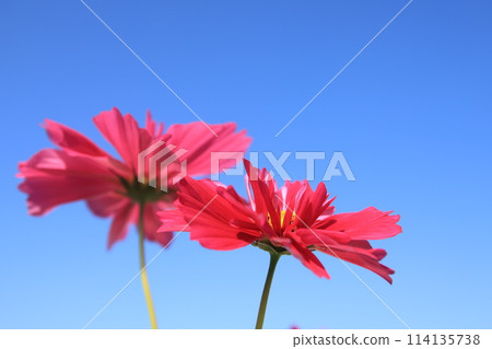 在藍天的波斯菊 114135738