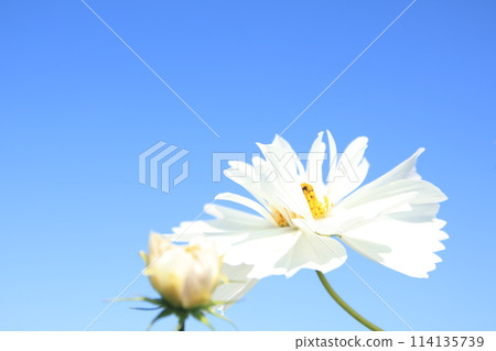 在藍天的波斯菊 114135739