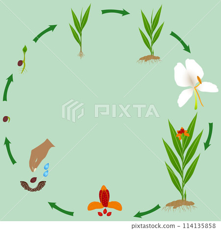 Life cycle of hedychium coronarium ginger plant plant on a white background. 114135858