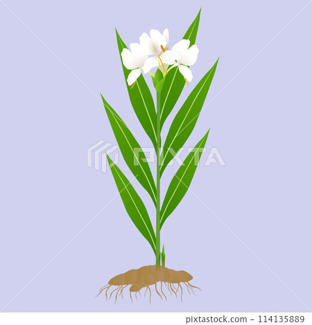 Hedychium coronarium ginger plant with roots on a purple background. Hedychium coronarium ginger plant with roots on a purple background. 114135889