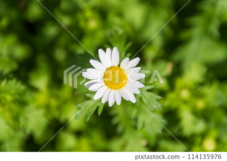 雛菊 小雞 菊花 114135976