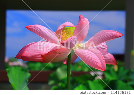 平池公園盛開的男鹿蓮花(兵庫縣加東市) 平池公園盛開的男鹿蓮花(兵庫縣加東市) 114136181