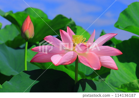 平池公園盛開的男鹿蓮花（兵庫縣加東市） 114136187