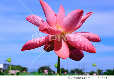 Oga lotus flowers blooming in Hiraike Park (Kato City, Hyogo Prefecture) 114136190