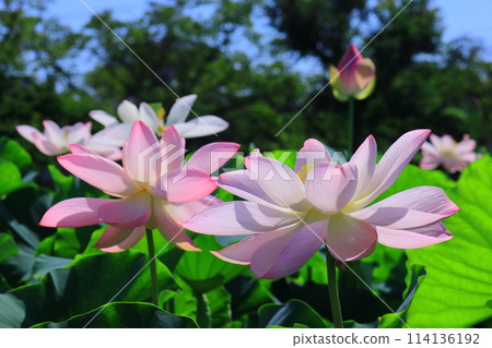 平池公園盛開的男鹿蓮花(兵庫縣加東市) 平池公園盛開的男鹿蓮花(兵庫縣加東市) 114136192