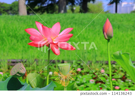 平池公園盛開的男鹿蓮花（兵庫縣加東市） 114136243