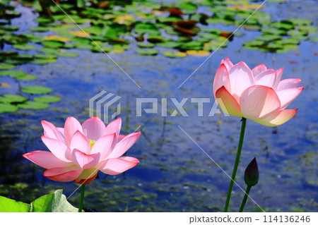 平池公園盛開的男鹿蓮花（兵庫縣加東市） 114136246