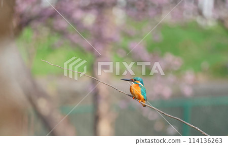 A kingfisher perched on a branch, photographed with cherry blossoms in the background A kingfisher perched on a branch, photographed with cherry blossoms in the background 114136263