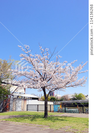 有藍天和公園的櫻花 有藍天和公園的櫻花 114136268