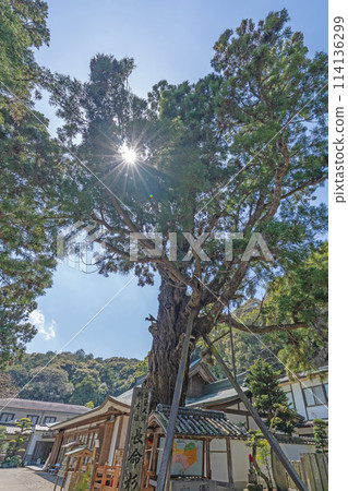 [No. 2 Fudasho] Gokuraku Temple Chomeisugi [88 places in Shikoku] 114136299
