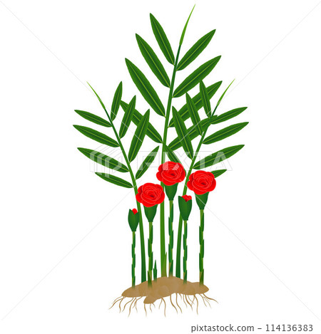 Etlingera corneri (Rose of Siam) ginger plant with roots on a white background. 114136383
