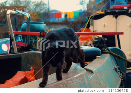 英國倫敦一艘船屋上的貓 114136458