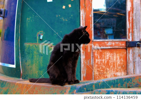 英國倫敦一艘船屋上的貓 114136459