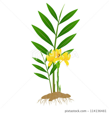 Zingiber officinale ginger plant with roots on a white background. 114136481