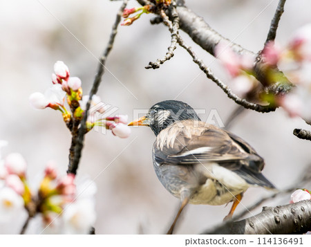 八哥棲息在櫻桃樹上 114136491