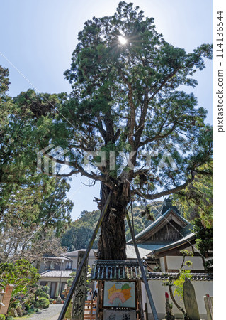 [No. 2 Fudasho] Gokuraku Temple Chomeisugi [88 places in Shikoku] 114136544