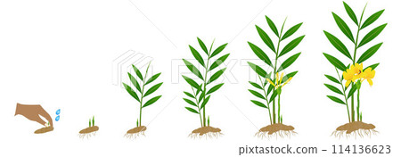 Cycle growth of zingiber officinale ginger plant from the rhizome on a white background. 114136623