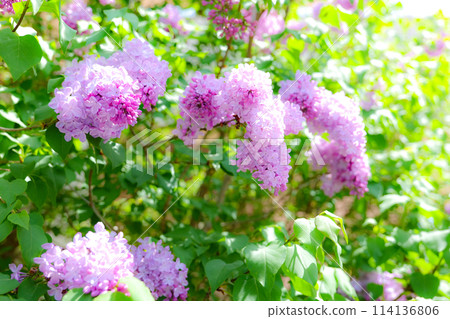 When the beautiful lilac flowers bloom When the beautiful lilac flowers bloom 114136806