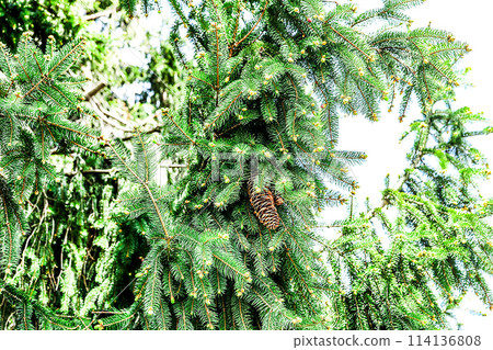 德國雲杉芽、花和松果 114136808