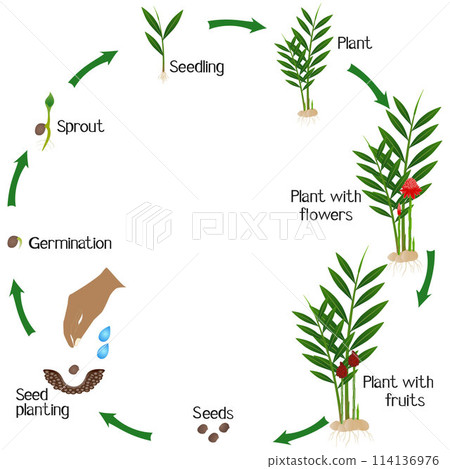A growth cycle of a etlingera ginger plant on a white background. 114136976