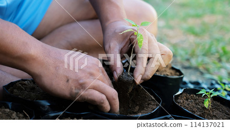 Two hands of men were planting the seedlings of small sprouts tree into the black nursery bags 114137021