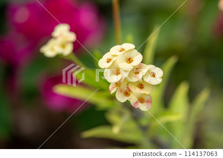 Tropical plants in a greenhouse Tropical plants 114137063