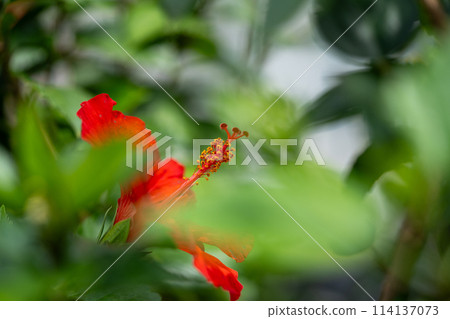 溫室裡的熱帶植物 熱帶植物 114137073