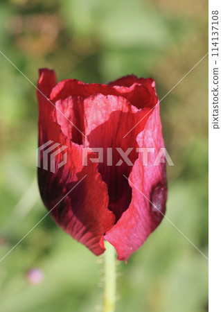 Mohn Poppy (Papaver) Mohn Poppy (Papaver) 114137108