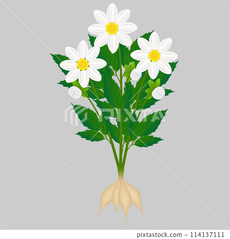 White dahlias with roots on a white background. White dahlias with roots on a white background. 114137111
