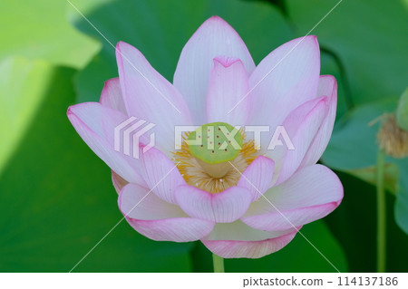 奈良藤原京遺址的蓮花 114137186