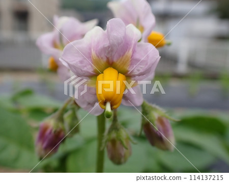 Potato flowers 114137215