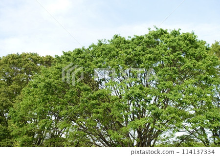 Fresh greenery shining against the blue sky 114137334