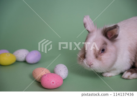 Easter Bunny on a green background with colorful painted eggs. 114137436