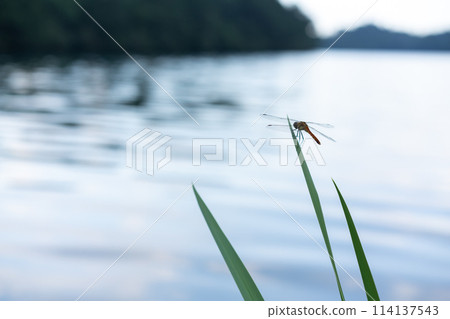 一隻蜻蜓棲息在水邊的柵欄上 114137543