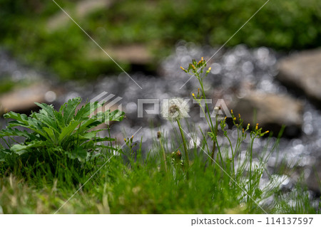 The moment the fluff of a dandelion takes flight 114137597