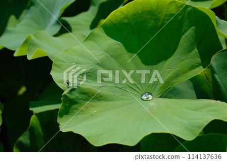 Drops on the lotus leaf 114137636