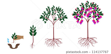 Cycle of growth of a fuchsia plant on a white background. Cycle of growth of a fuchsia plant on a white background. 114137787